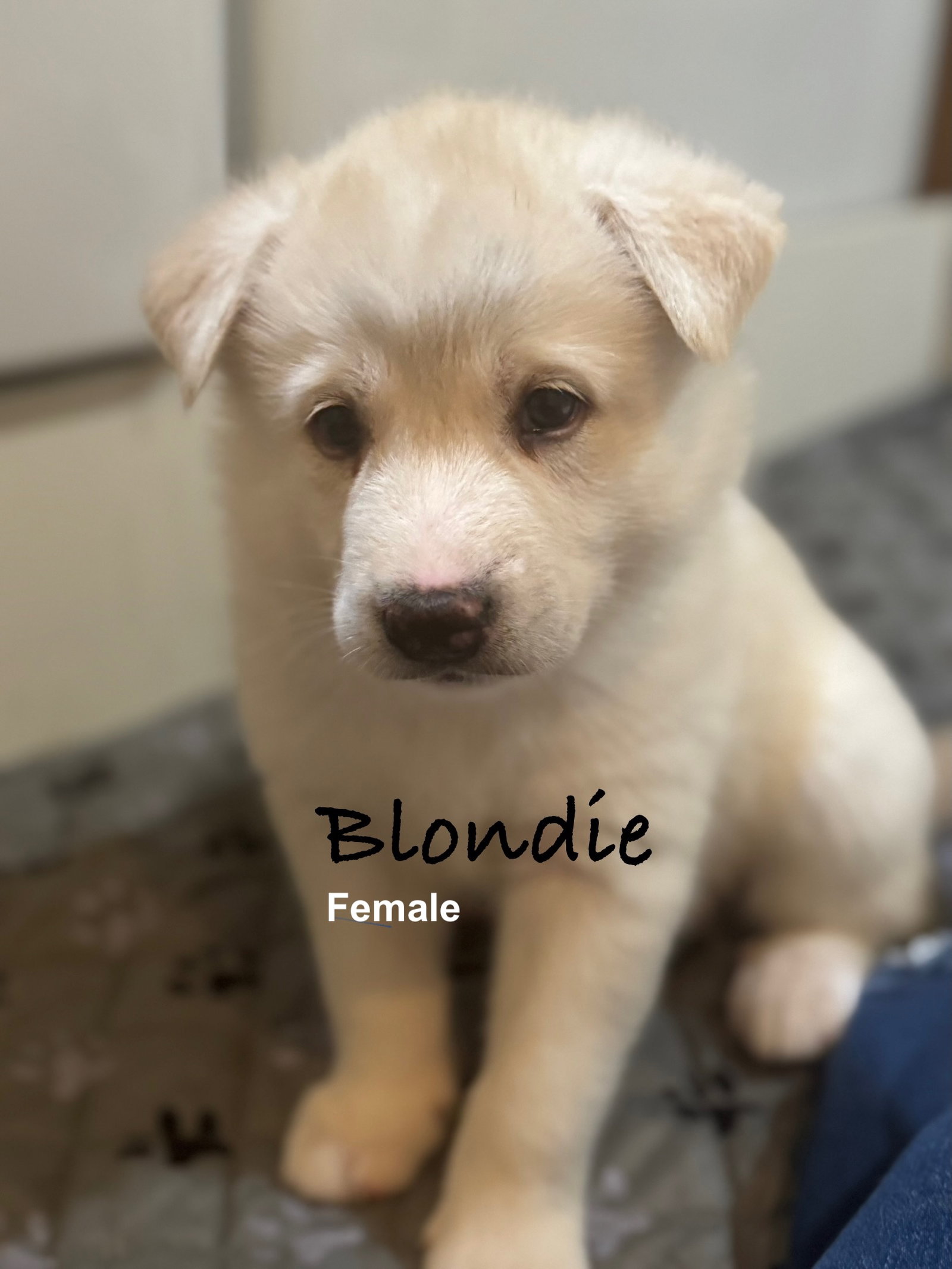 Blondie
