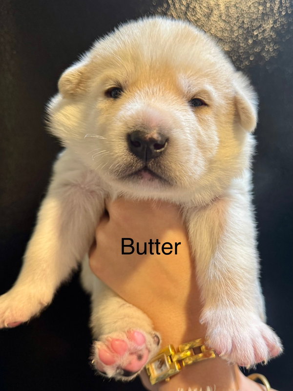 Butter