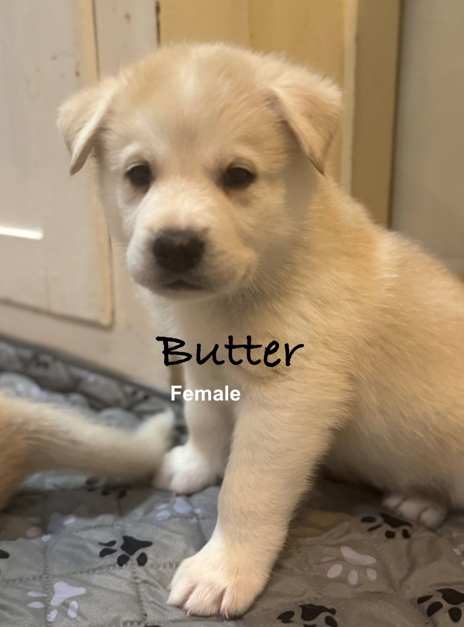 Butter