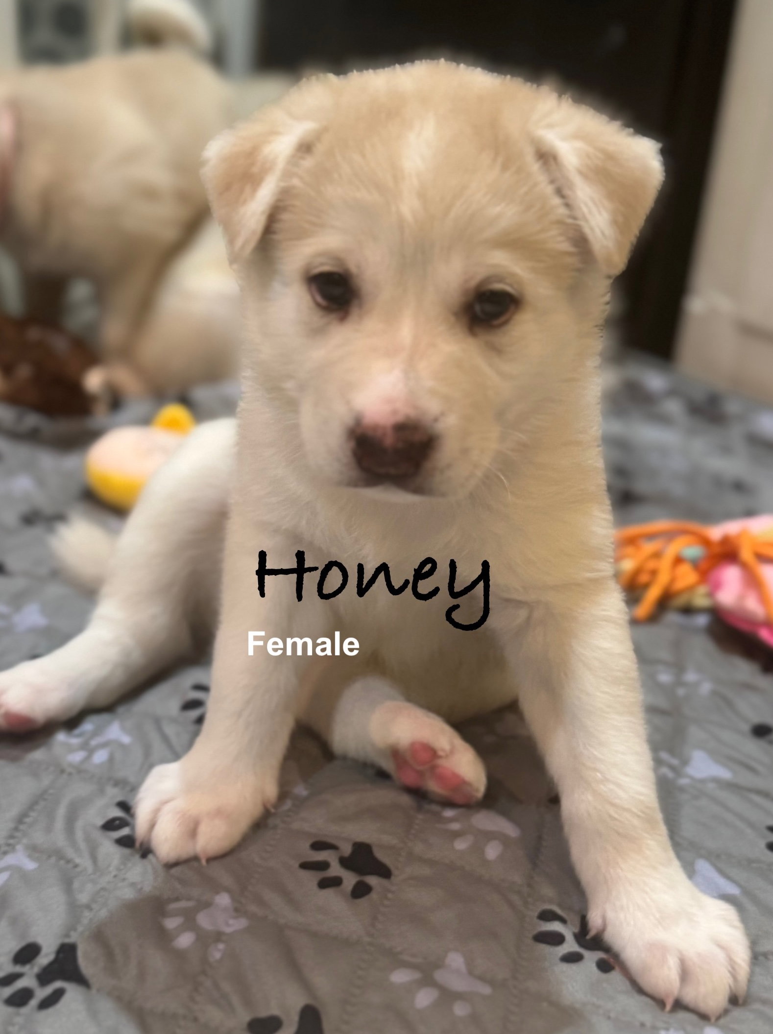 Honey