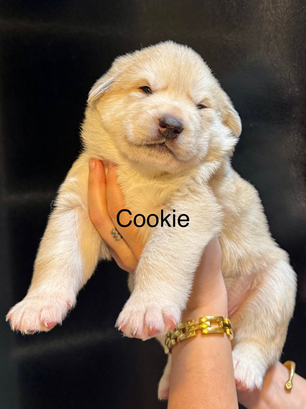 Cookie