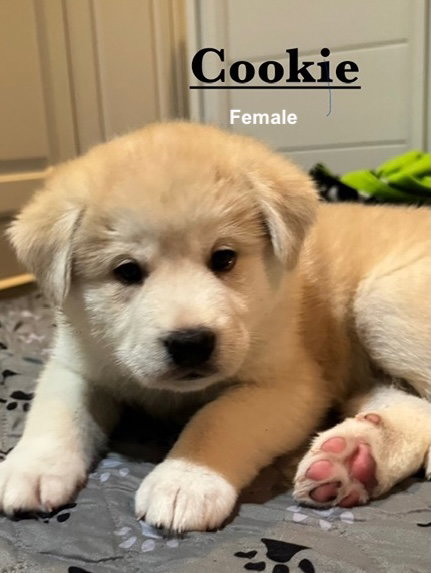 Cookie
