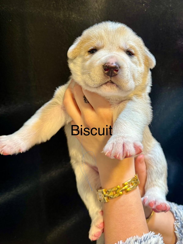 Biscuit