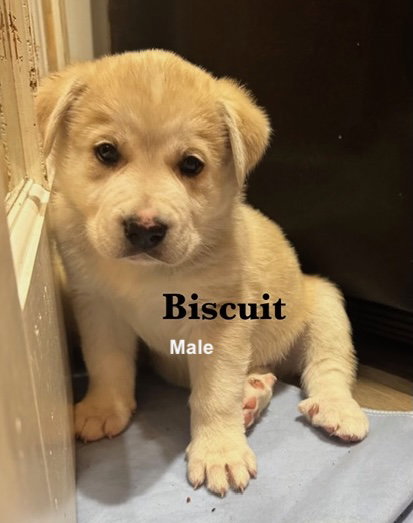 Biscuit