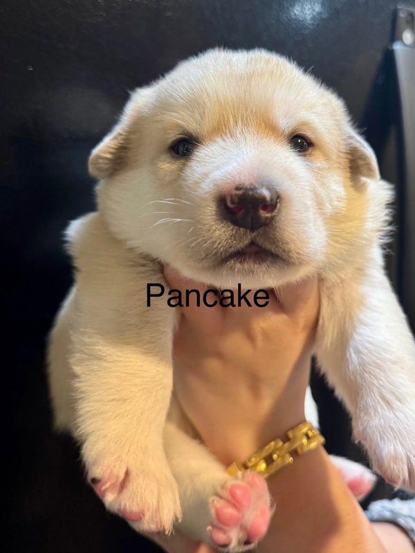 Pancake