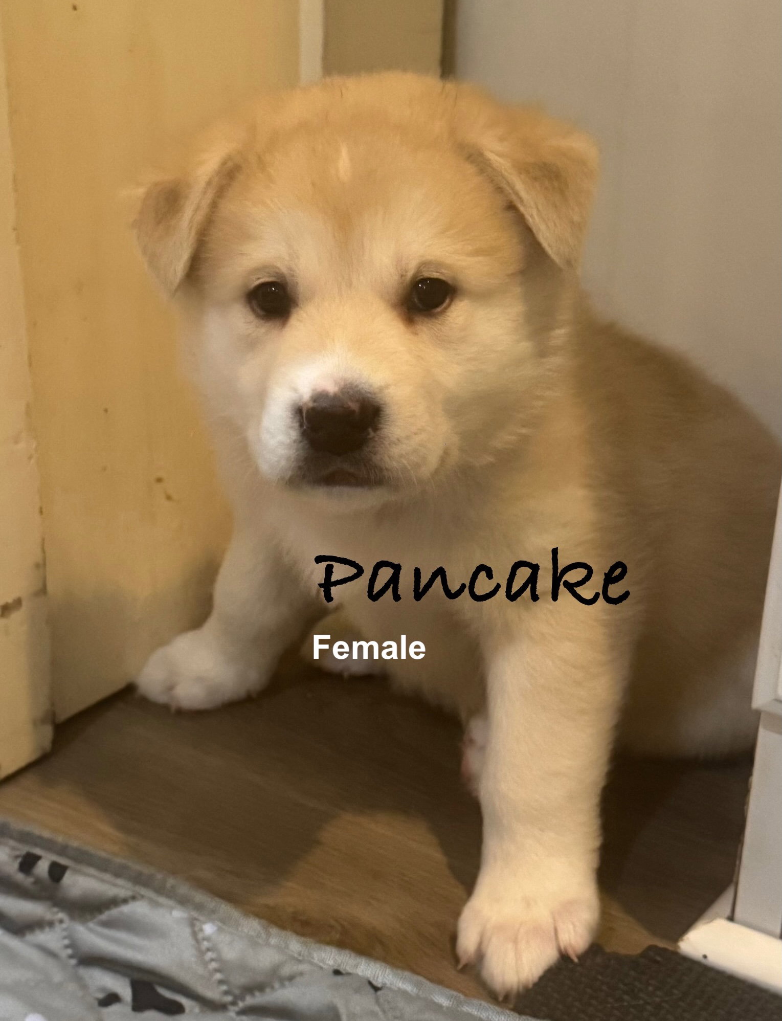 Pancake