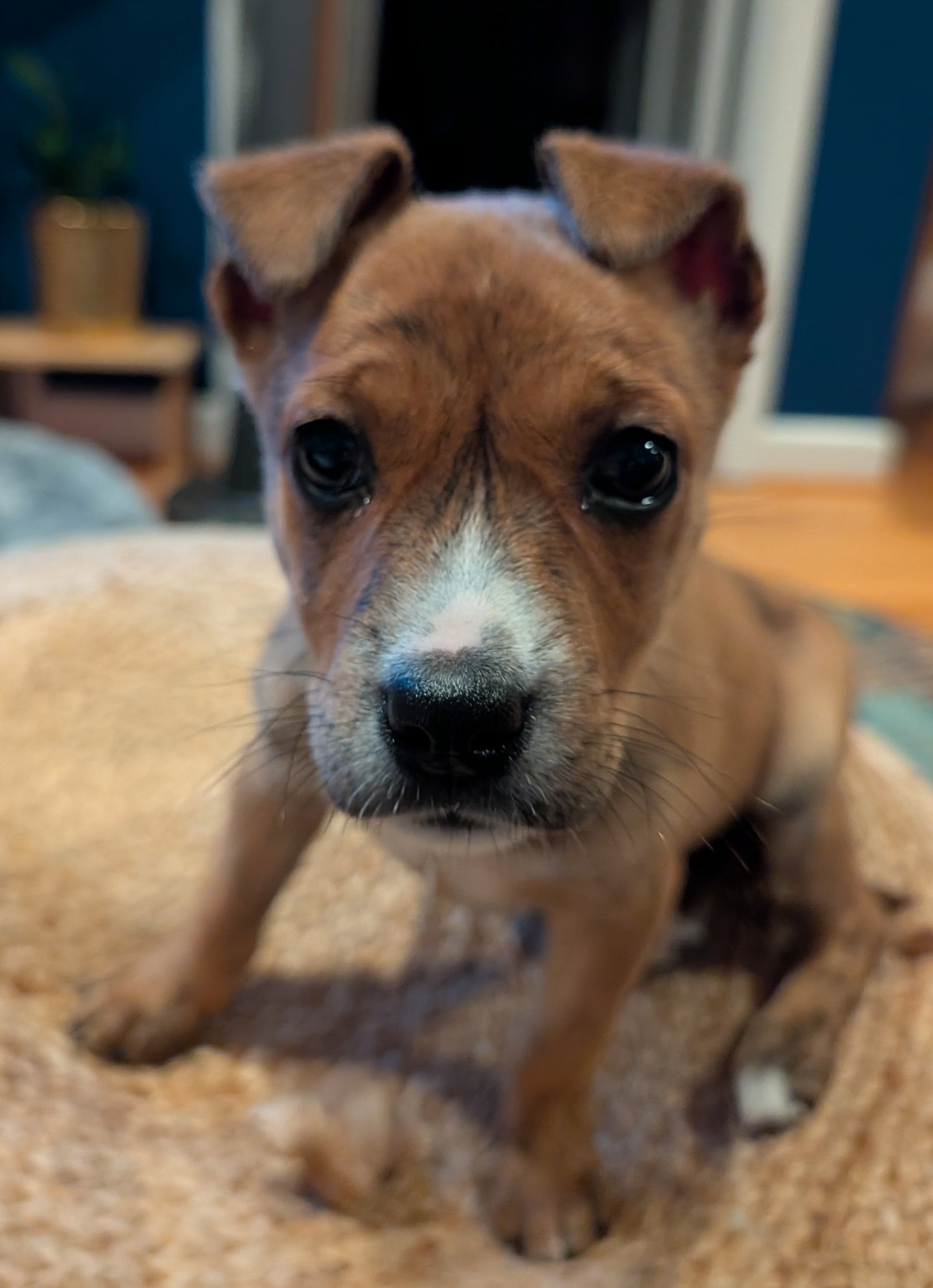 Daphne