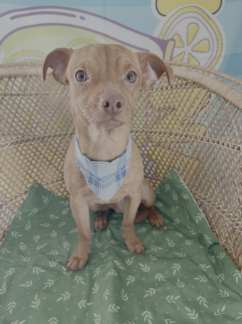 picture of the dog needing adoption