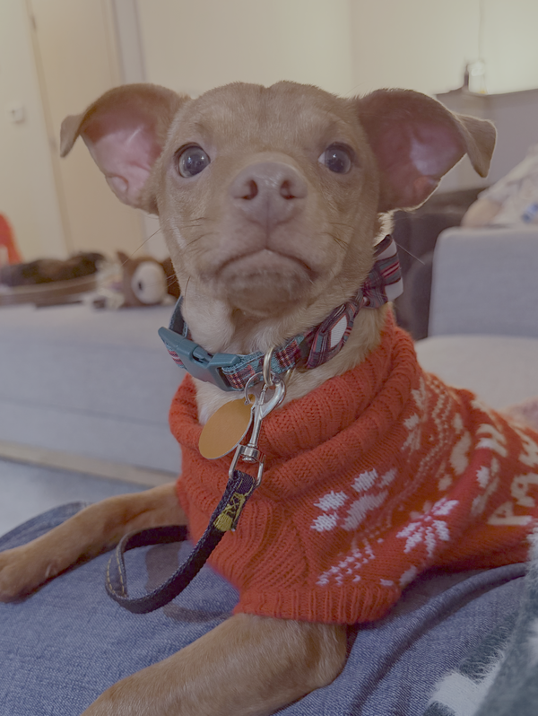Bodi