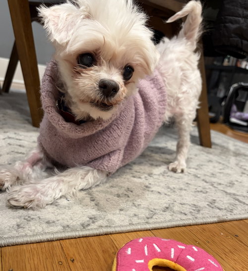 picture of the dog needing adoption
