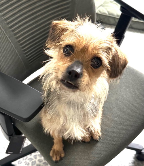 picture of the dog needing adoption