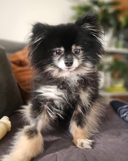 Teddy, an adoptable Pomeranian in Bellevue, WA