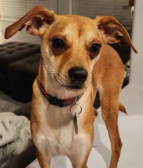 Joey, an adoptable Chihuahua in Bellevue, WA