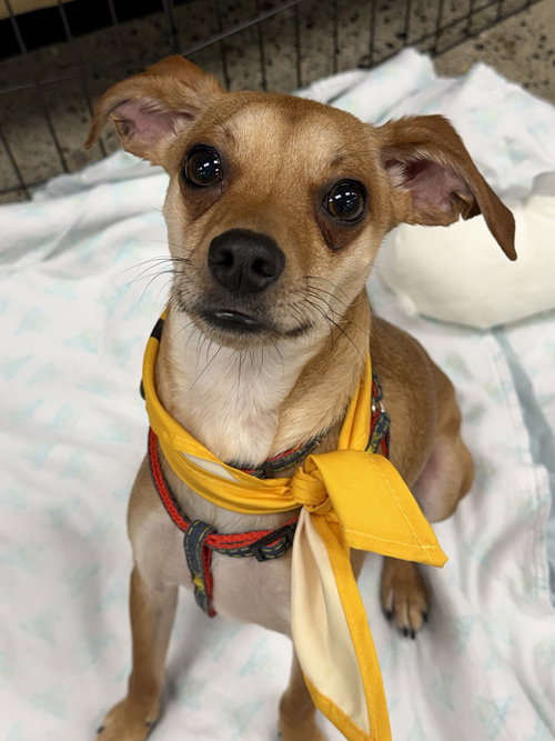 Joey, an adoptable Chihuahua in Bellevue, WA
