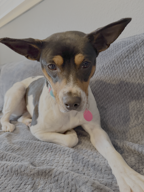 Binky, an adoptable Rat Terrier in Bellevue, WA