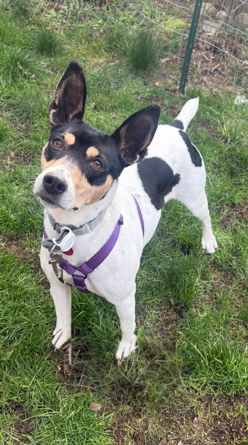 picture of the dog needing adoption