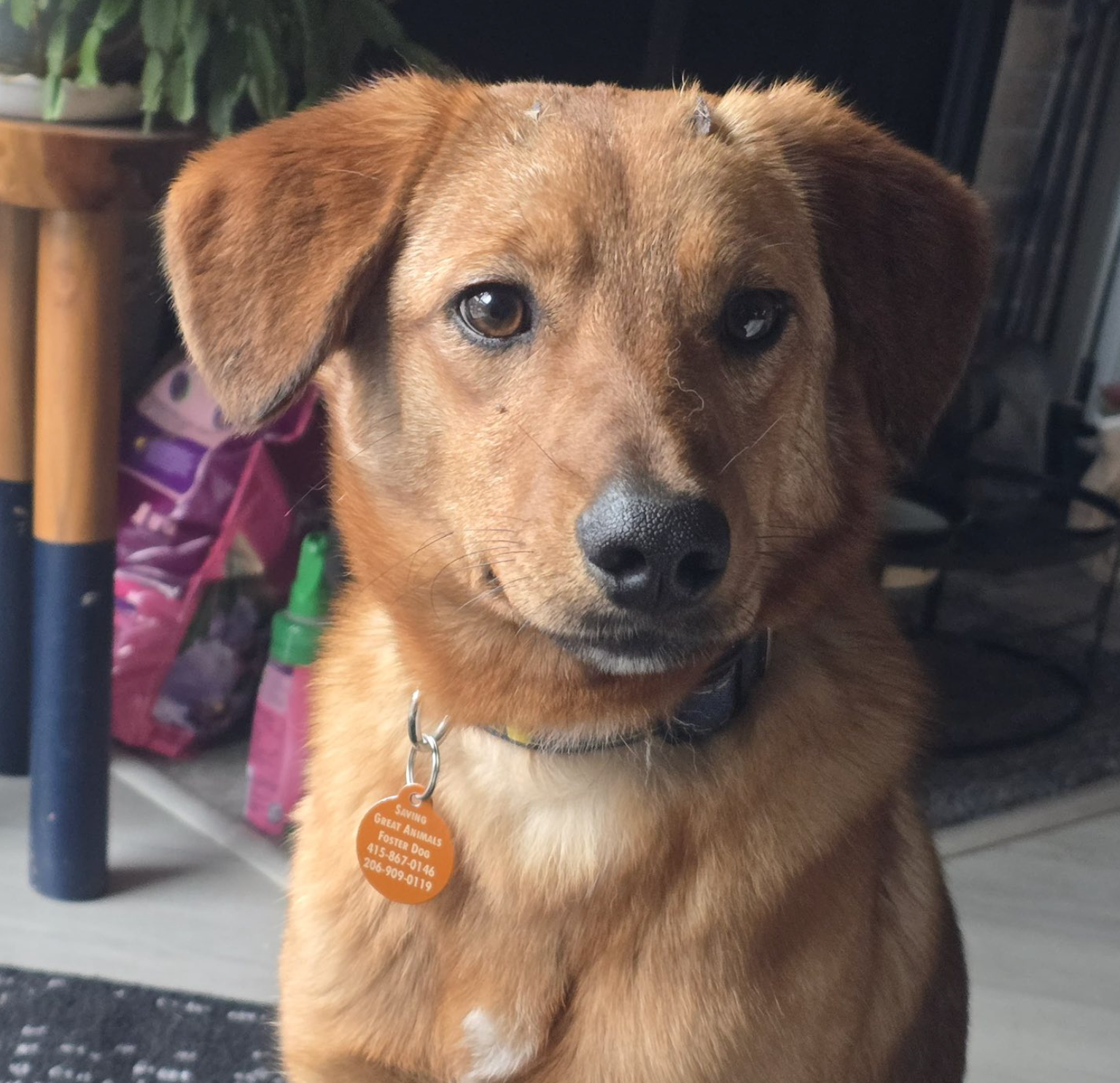Charlie Image