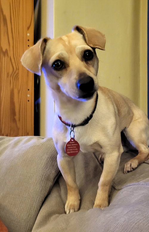 picture of the dog needing adoption
