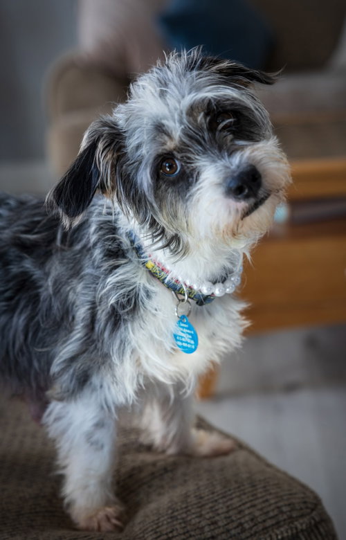 Ivy, an adoptable Terrier in Bellevue, WA