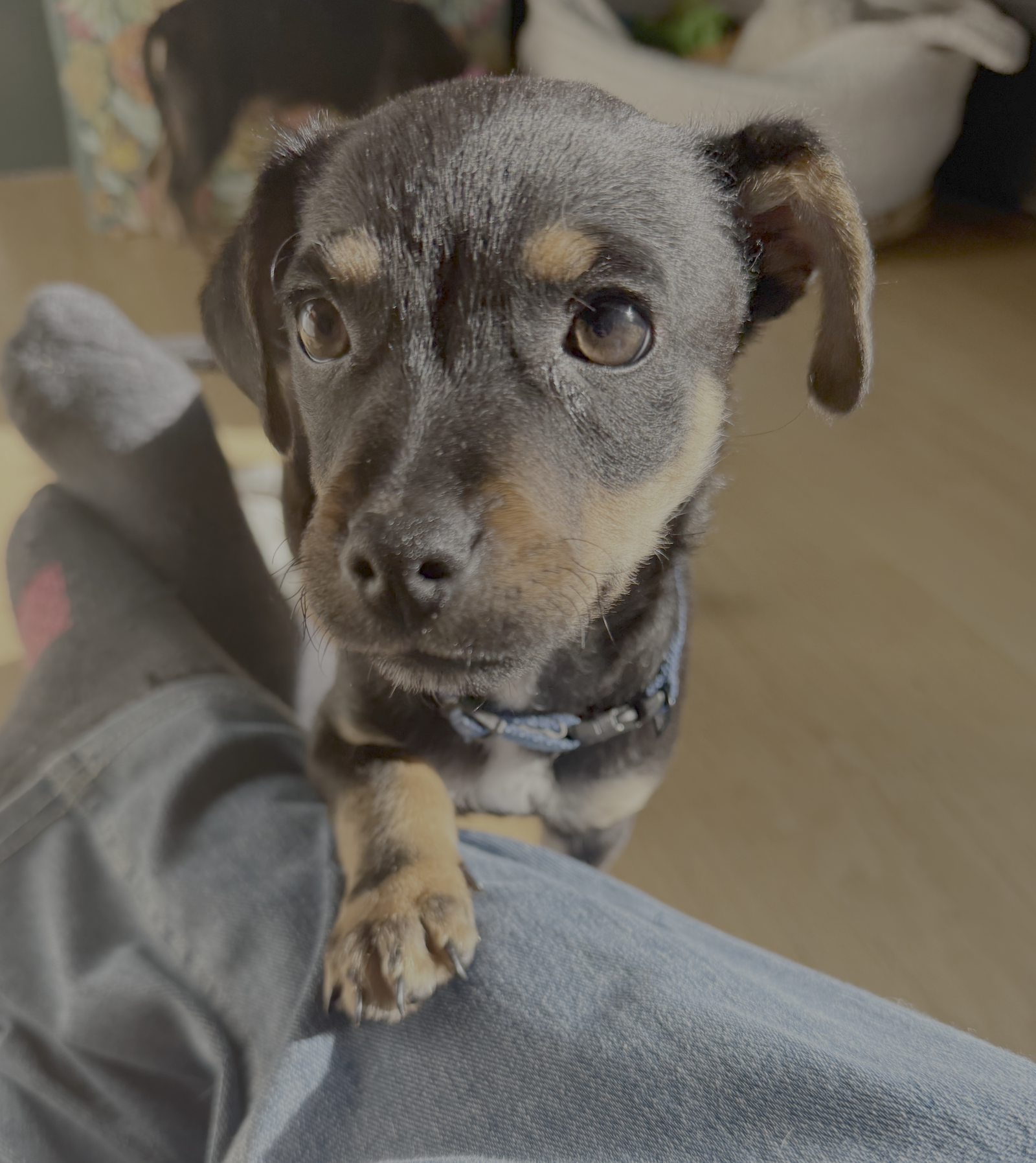 Pip
