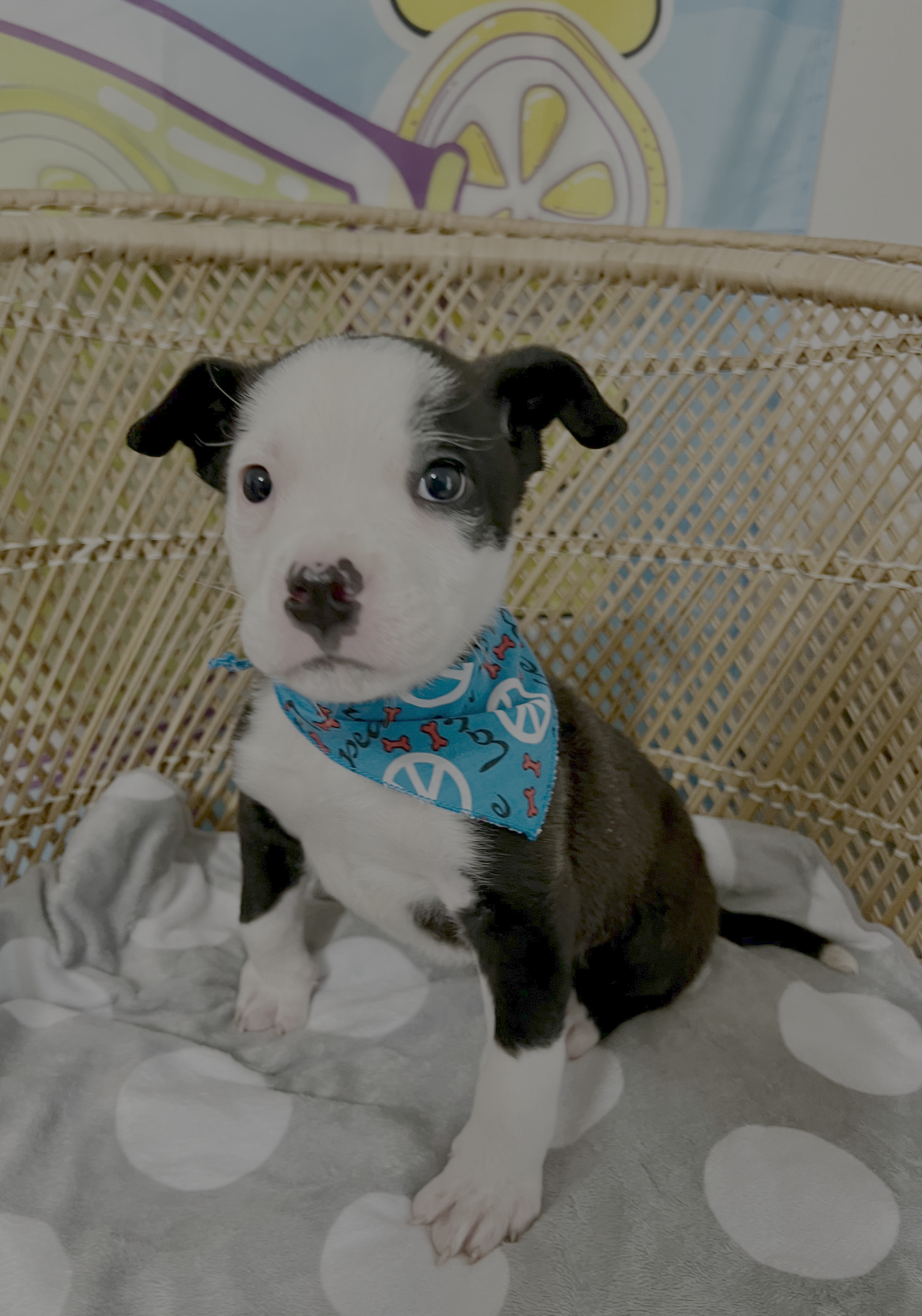 Cooper Image