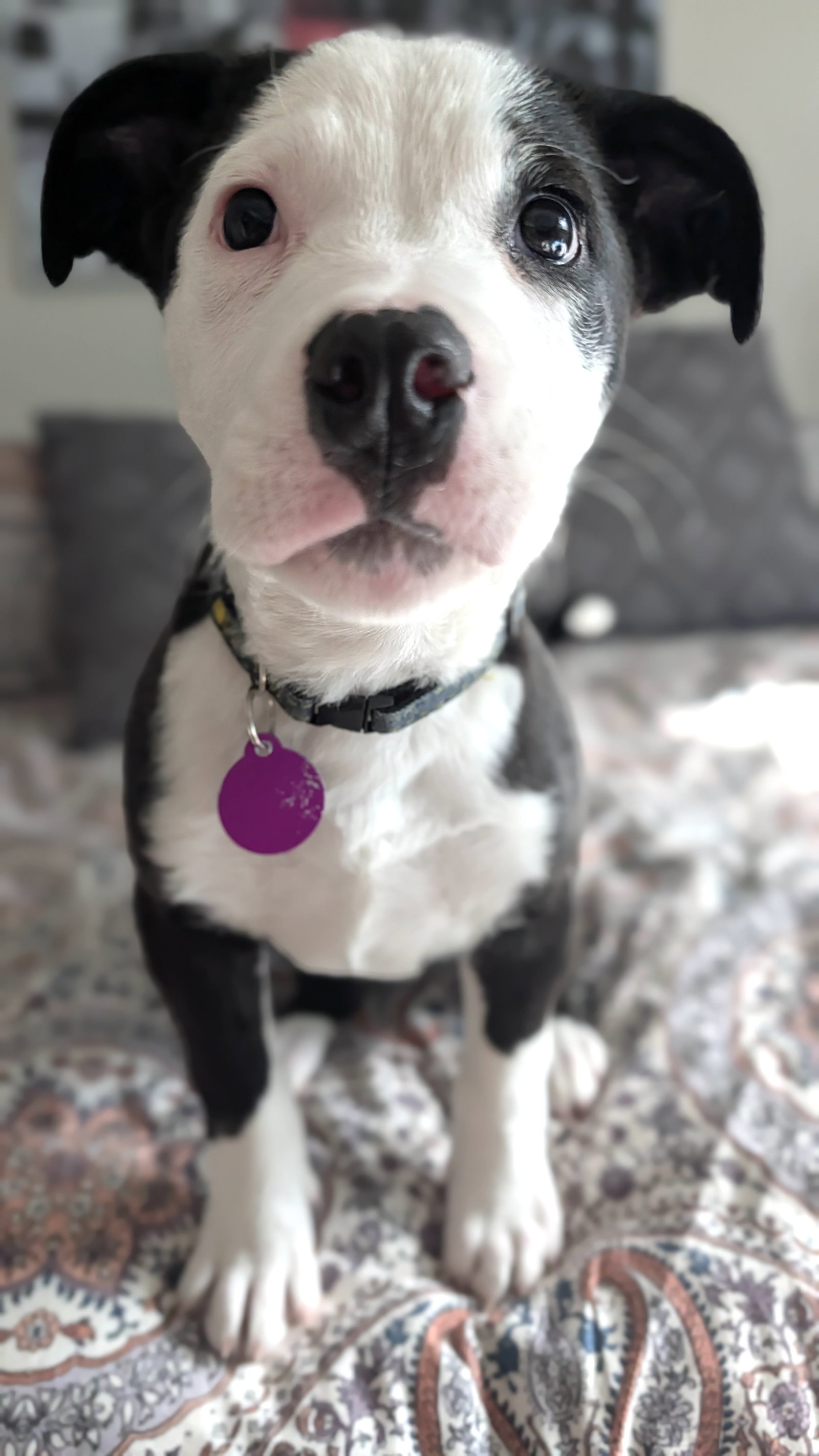 Cooper