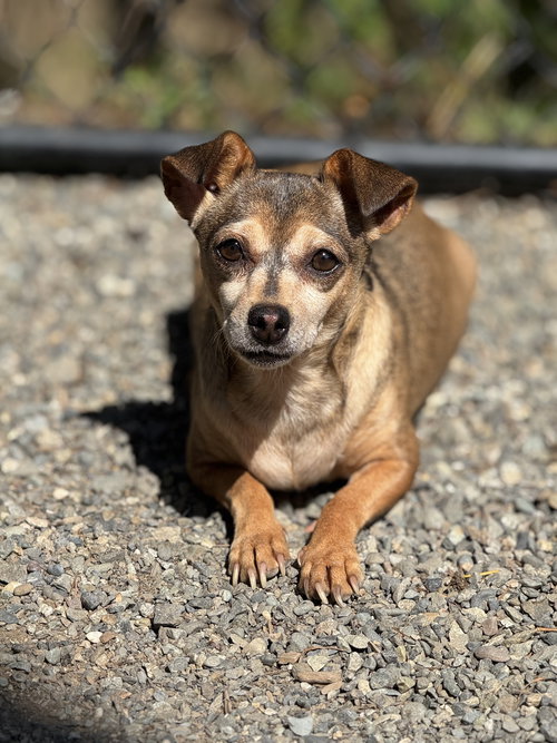 picture of the dog needing adoption