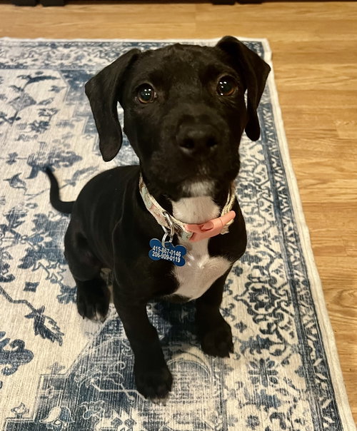 Jack, an adoptable Pit Bull Terrier in Bellevue, WA