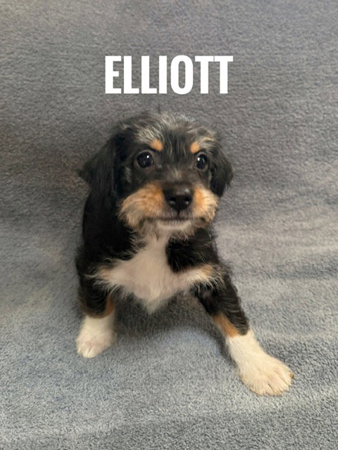 Elliot, an adoptable Pomeranian in Bellevue, WA