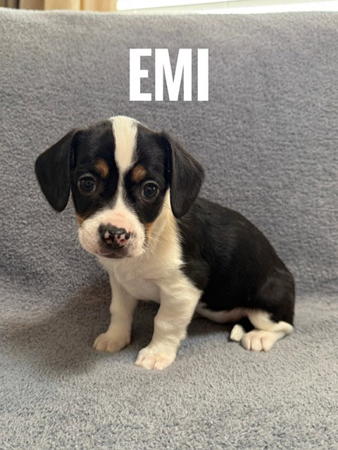 Emi, an adoptable Pomeranian in Bellevue, WA