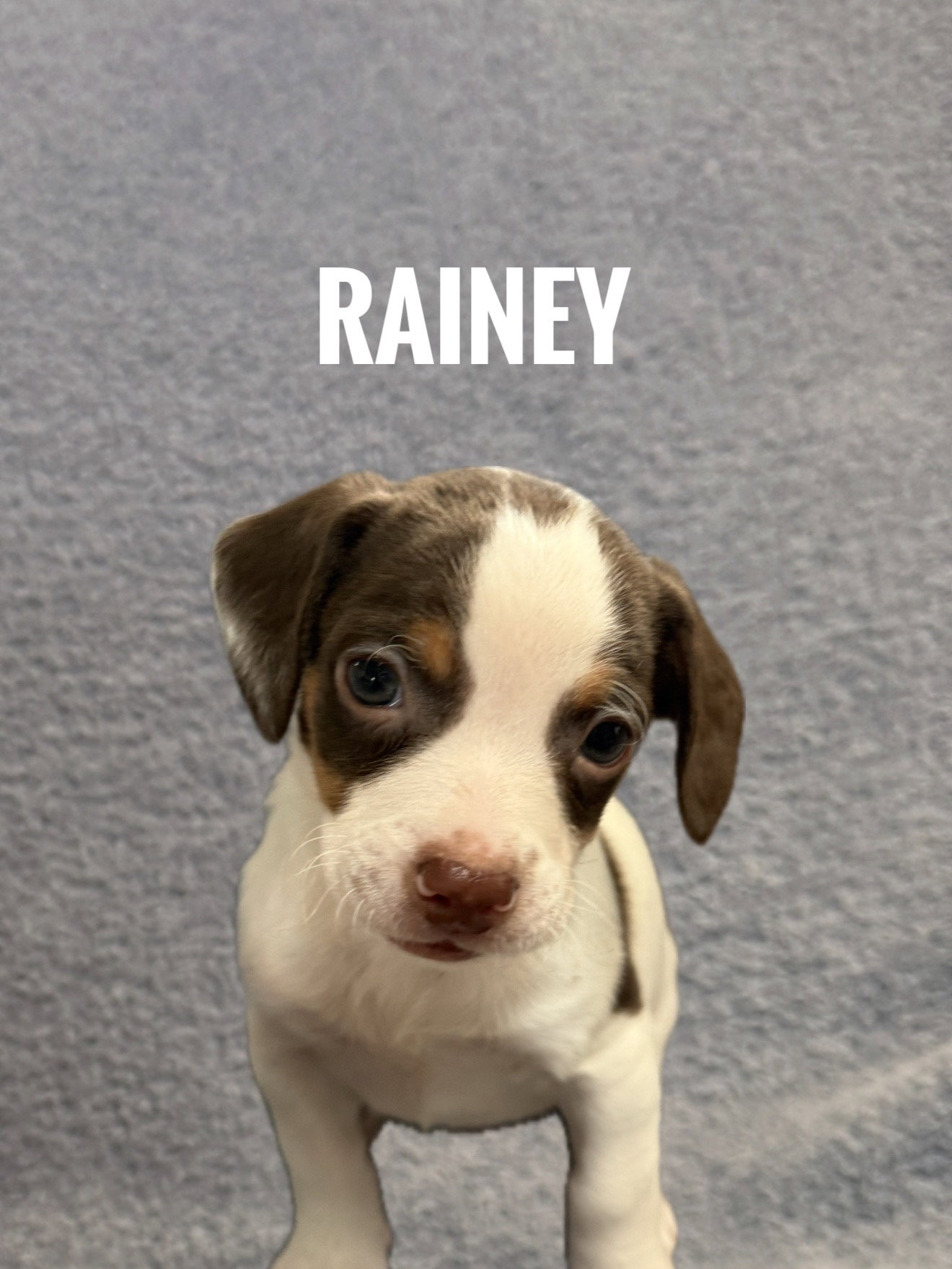Rainey