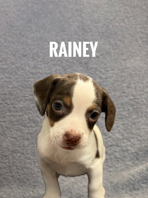 Rainey, an adoptable Pomeranian in Bellevue, WA