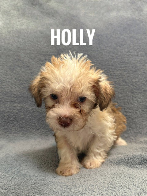 Holly, an adoptable Pomeranian in Bellevue, WA