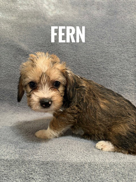 Fern, an adoptable Pomeranian in Bellevue, WA