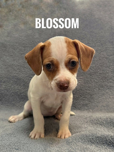 Blossom, an adoptable Pomeranian in Bellevue, WA