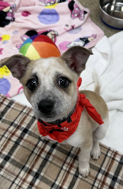 picture of the dog needing adoption
