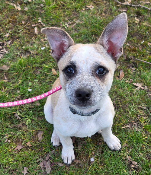 Joanie, an adoptable Cattle Dog in Bellevue, WA