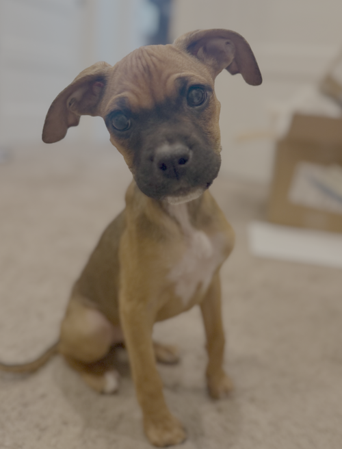 TULIP - Boxer available for adoption