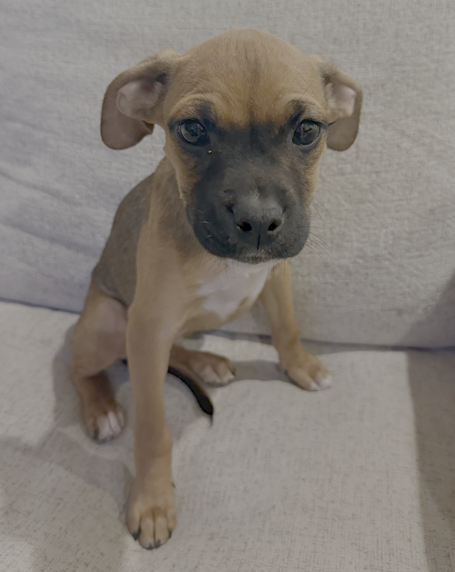 TULIP - Boxer available for adoption