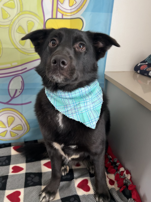 picture of the dog needing adoption