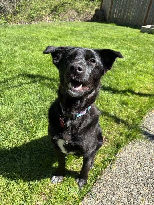 Willow, an adoptable Collie in Bellevue, WA