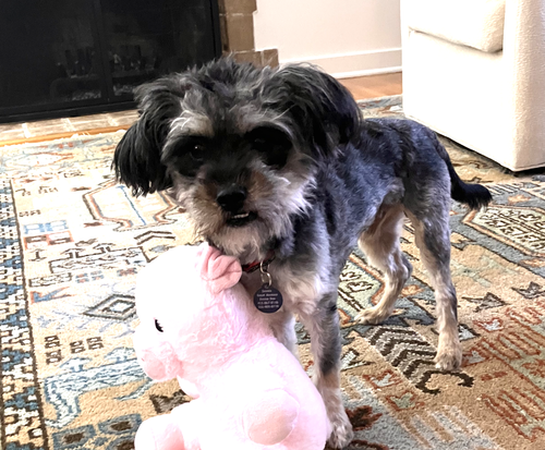 picture of the dog needing adoption