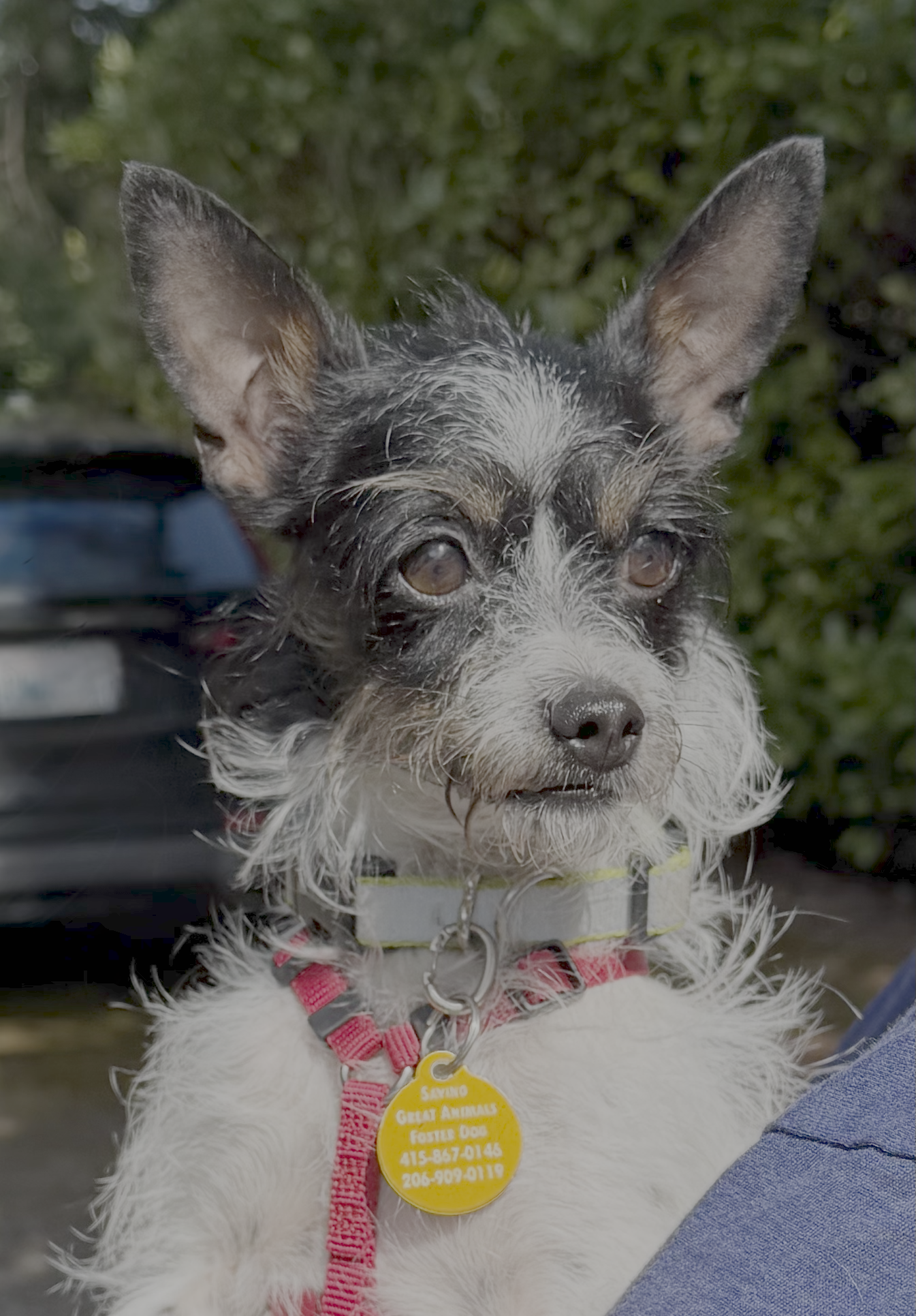 Chloe Image