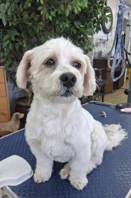 Alfie, an adoptable Poodle in Bellevue, WA