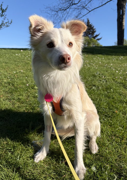 Pickles, an adoptable Unknown breed in Bellevue, WA