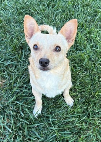 Chico, an adoptable Chihuahua in Bellevue, WA
