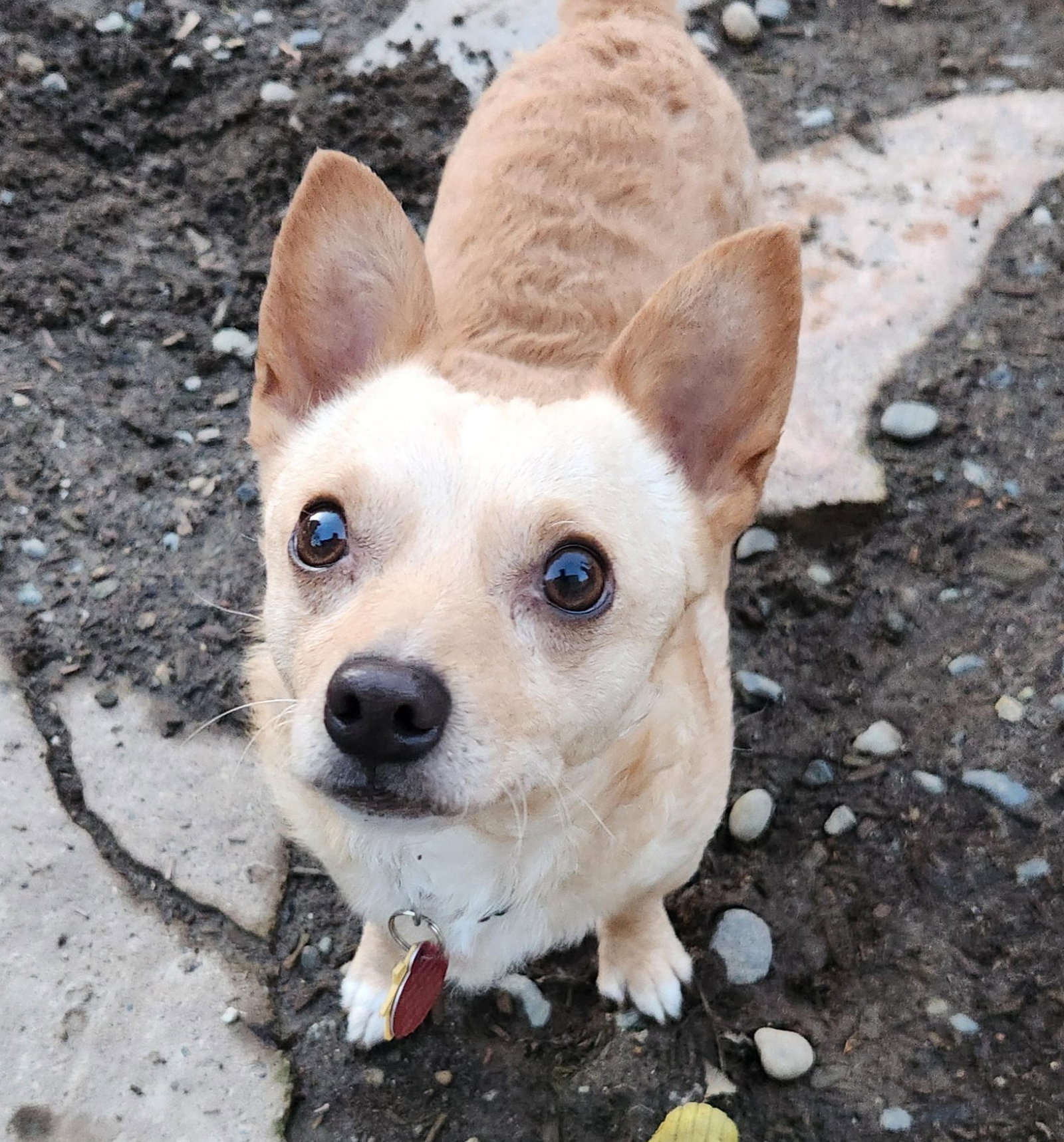 Chico Image
