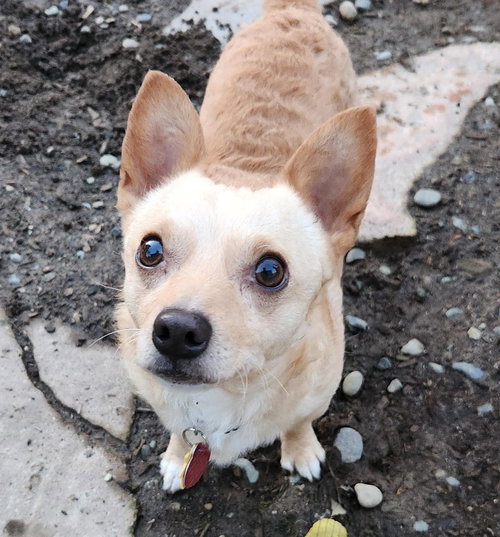 picture of the dog needing adoption