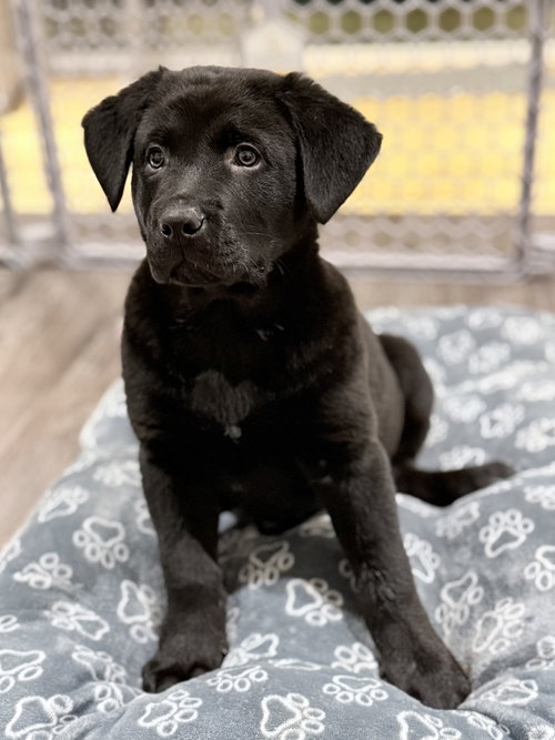 picture of the dog needing adoption