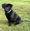 Tonka - Photo 2